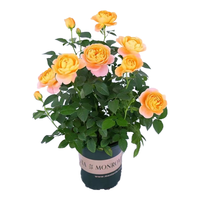 京云梦 欧月果汁阳台观花植物花卉四季开花月季果汁阳台+加仑盆源头直发 果汁阳台加仑盆