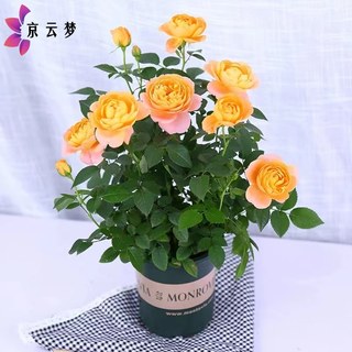 京云梦 欧月果汁阳台观花植物花卉四季开花月季果汁阳台+加仑盆源头直发 果汁阳台加仑盆