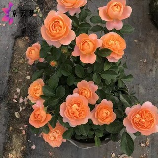 京云梦 欧月果汁阳台观花植物花卉四季开花月季果汁阳台+加仑盆源头直发 果汁阳台加仑盆