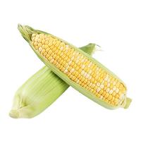 鲜蜂队 云南金银水果玉米新鲜玉米3斤