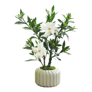 八芽 小叶栀子花-陶瓷竖纹盆-密胺托