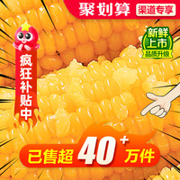 谷田记 中国大陆 黄糯玉米 220g*8支