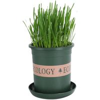 寿禾 shouhe 猫草种子土培水培猫零食草籽 潍育中寿猫草(小麦草)种子1050g