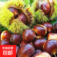 京喜 丹东 正宗新鲜板栗 5斤
