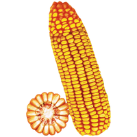 长耕 大田玉米种子郑单958饲料玉米种良玉99产高矮大棒南方杂交苞米种 郑单9581斤