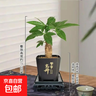 发财树盆栽室内植物单杆发财树+塑料节节高升盆+小方底座 花盆直径约8cm