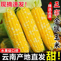粤迎 云南金银水果玉米 5斤优选装净4.65斤