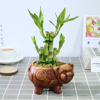 小冤家创意陶瓷猪水土养发财树绿萝吊兰家用卧室办公室观景简约盆栽 一帆风顺+猪陶瓷盆 带盆栽好