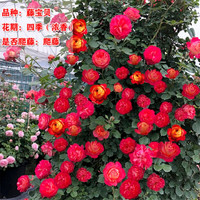 花财主欧月藤本月季花大游行蔷薇木香大苗爬藤植物庭院浓香型玫瑰花卉 小女孩(爬藤) 小杯苗20-30厘米2棵