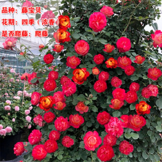花财主欧月藤本月季花大游行蔷薇木香大苗爬藤植物庭院浓香型玫瑰花卉 小女孩(爬藤) 小杯苗20-30厘米2棵