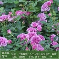 花财主欧月藤本月季花大游行蔷薇木香大苗爬藤植物庭院浓香型玫瑰花卉 薰衣草(爬藤) 小杯苗20-30厘米2棵