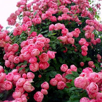 花财主欧月藤本月季花大游行蔷薇木香大苗爬藤植物庭院浓香型玫瑰花卉 艾拉绒球(爬藤) 2米以上特大苗粗壮分枝多多开花爆满