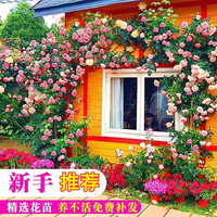 花财主欧月藤本月季花大游行蔷薇木香大苗爬藤植物庭院浓香型玫瑰花卉 粉色龙沙宝石(爬藤) 1.6-1.8米高分壮开花多爬藤快