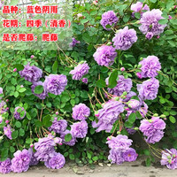 花财主欧月藤本月季花大游行蔷薇木香大苗爬藤植物庭院浓香型玫瑰花卉 蓝色阴雨(爬藤) 1米-1.3米高大苗