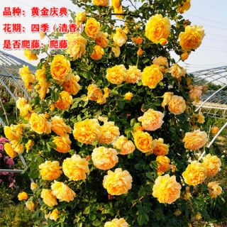 花财主欧月藤本月季花大游行蔷薇木香大苗爬藤植物庭院浓香型玫瑰花卉 黄金庆典(爬藤) 2米以上特大苗粗壮分枝多多开花爆满