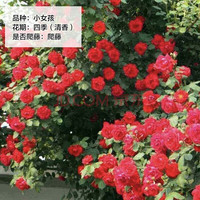 花财主欧月藤本月季花大游行蔷薇木香大苗爬藤植物庭院浓香型玫瑰花卉 我的心(爬藤) 小杯苗20-30厘米2棵