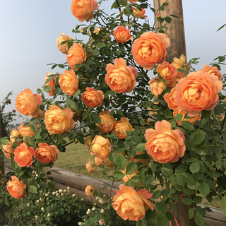 花财主欧月藤本月季花大游行蔷薇木香大苗爬藤植物庭院浓香型玫瑰花卉 夏洛特女郎(爬藤) 1.6-1.8米高分壮开花多爬藤快