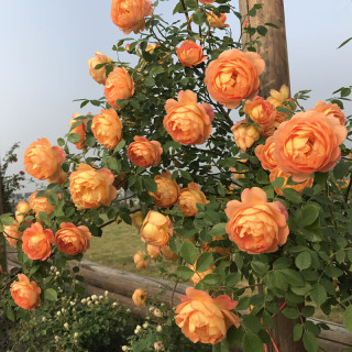 花财主欧月藤本月季花大游行蔷薇木香大苗爬藤植物庭院浓香型玫瑰花卉 夏洛特女郎(爬藤) 1.6-1.8米高分壮开花多爬藤快