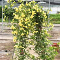 花财主欧月藤本月季花大游行蔷薇木香大苗爬藤植物庭院浓香型玫瑰花卉 黄木香(爬藤) 1.6-1.8米高分壮开花多爬藤快