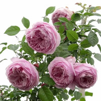 花财主欧月藤本月季花大游行蔷薇木香大苗爬藤植物庭院浓香型玫瑰花卉 自由精神(爬藤) 小杯苗20-30厘米2棵