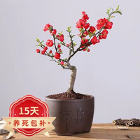 沭之美长寿冠海棠盆栽盆景梅花树桩植物  长寿冠海棠地径约1cm 不含盆