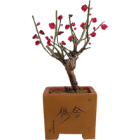 沭之美红梅腊梅花树苗室内植物庭院 红梅约1cm粗小苗（不含盆）源头直发