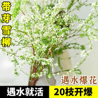 花翁 雪柳鲜枝 70-80cm 20支 水培植物花卉室内盆栽
