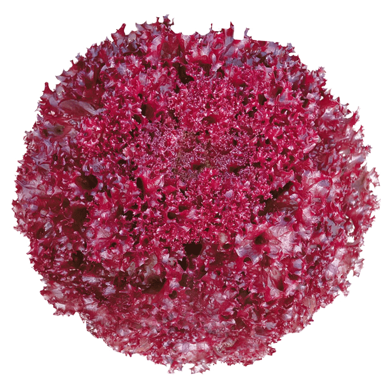 北蔬蔬菜苗大全菜苗盆栽冬春季阳台秧苗种植带土 红生菜苗 6棵