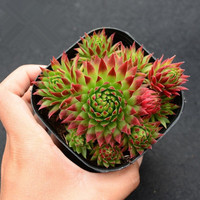 若绿 多肉植物 室内盆栽绿植花卉组合办公室多肉植物 橘子球(群生)