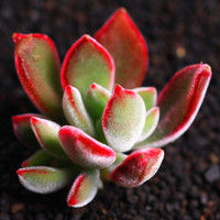 若绿 多肉植物 室内盆栽绿植花卉组合办公室多肉植物 锦晃星