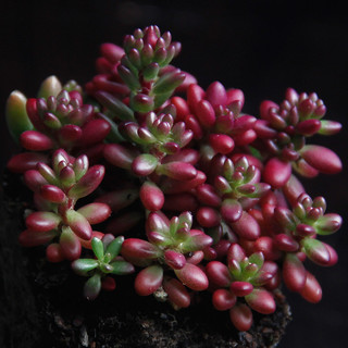 若绿 多肉植物 室内盆栽绿植花卉组合办公室多肉植物 紫米粒