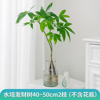 临雅 发财树盆栽 水培 40~50cm 2枝