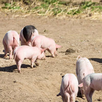 果亦橙乡下土猪散养新鲜现杀猪耳（猪部位猪下水）源头直发净重 其它部位联系在线客服