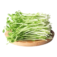 京鲜生新鲜豌豆苗 水培苗芽菜 泡沫箱加冰净重1斤火锅煲汤清炒 源头直发