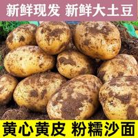 黄心土豆新鲜新土豆黄皮土豆洋芋马铃薯黄肉土豆5/10斤