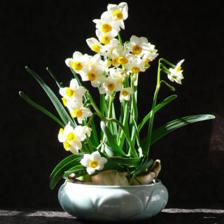 京云梦 盆栽绿植土培 漳州水仙花 2颗