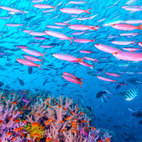 香港往返斐济8天5晚单机票含高标准托运行李额可全国联运楠迪旅游