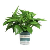 双盟绿萝盆栽除甲醛花卉绿植办公室新房净化空气180加仑1盆装源头直发