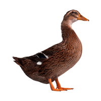 杨博士老鸭皖南农家散养鸭子土鸭现抓现杀新鲜鸭肉整只 2只鸭源头直发