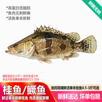 品鲜肴 国产淡水小桂鱼 250-300g/条
