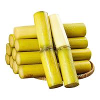 广西黄金甘蔗9斤当季新鲜脆甜黄皮甘蔗中段热带水果特产3