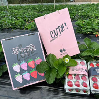 鲜青录空运送到家 大凉山隋珠草莓新鲜水果红颜奶油草莓礼盒 4盒精选礼盒装（大概2斤）