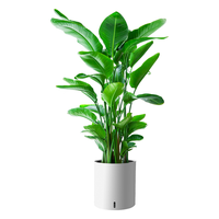 植男植女天堂鸟盆栽客厅室内好养大型落地绿植办公室大叶植物源头直发