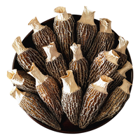 甄菌子 羊肚菌 云南特产山珍干货 50g 5-7cm