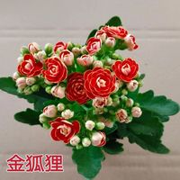 【稀有长寿花】金狐狸盆栽大花重瓣四季开花带花苞室内外花卉直销