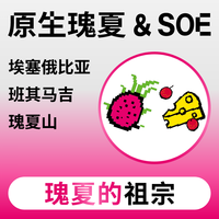 8bit新产季埃塞瑰夏山原生瑰夏新鲜浅烘单品手冲精品咖啡豆粉250g