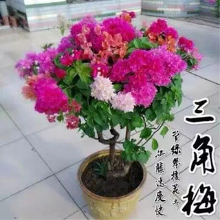 苏跃 【买2送1】三角梅树苗盆栽室内阳台爬藤植物勒杜鹃花苗重瓣大 白雪公主 十年精品大苗(买两颗送一颗)当年开花