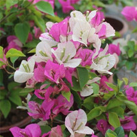 苏跃 【买2送1】三角梅树苗盆栽室内阳台爬藤植物勒杜鹃花苗重瓣大 漳红缨 八年壮苗(买两颗送一颗)当年开花