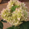 苏跃 【买2送1】三角梅树苗盆栽室内阳台爬藤植物勒杜鹃花苗重瓣大 重瓣黄 十二年优选精品大苗(买两颗送一颗)当年开花