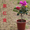 苏跃 【买2送1】三角梅树苗盆栽室内阳台爬藤植物勒杜鹃花苗重瓣大 精品多色E款 八年壮苗(买两颗送一颗)当年开花